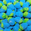 Vidal Tub Jelly Filled Wild Raspberries (75pcs)